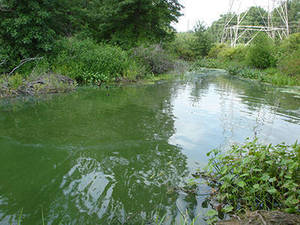 Carousel_image_e856bce7286d4698d57b_peasoup3