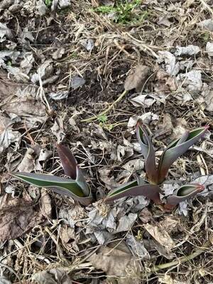 Carousel image 29407e58aad4c63e7f5b photo   central bridge