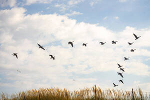 Carousel image 5101d0c0f7db7549f83b photo   delaware otsego audubon chapter to present on birds  climate  and conservation