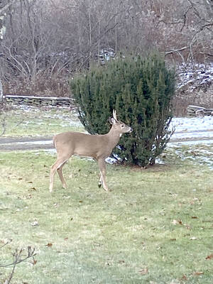 Carousel image f17fb431587ababde082 photo   worcester schenevus