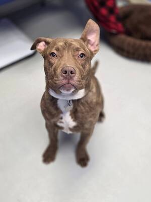 Carousel image 31c99ce9ea971fc3eae7 piper