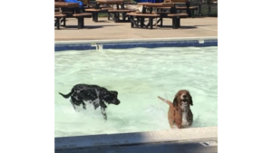 Carousel image 60a831eb836710070e2b pooch plunge1