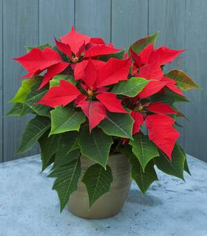 Carousel image afae6b177514ee2b3197 poinsettias