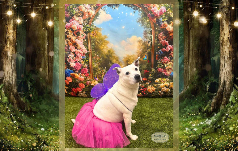 Successful Puppy Prom at Montville's Morris Animal Inn Benefits Project  Self-Sufficiency | Montville, NJ News TAPinto | TAPinto