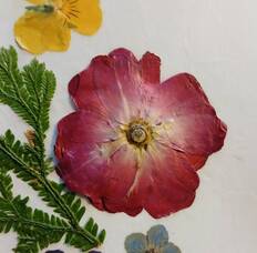 Carousel image 401b401fb006964c5b32 pressed rose notecard