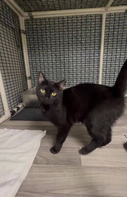 Carousel image 996a45cf8e65886314ac prawn cat 1