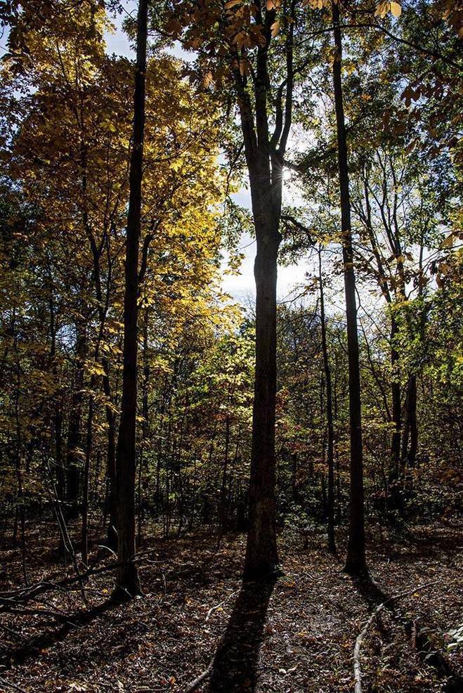 South Plainfield Yard Waste Site Leaf Season Starts October 19 | TAPinto South Plainfield Yard Waste Site Leaf Season Starts October 19 | TAPinto