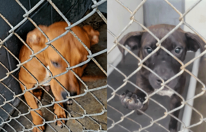 Carousel image 2041dc9818cb18321516 puppies 696x447