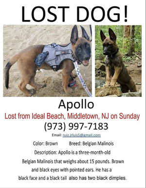 Carousel_image_3f7d94fae5e7cc5c838a_pup