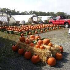 Carousel image 9e8d0b001ae3ba3dca4a pumpkin