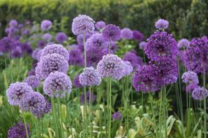Carousel image a1a06293814eb1dc16d1 purplesensation 300dpi photo credit longfield gardens