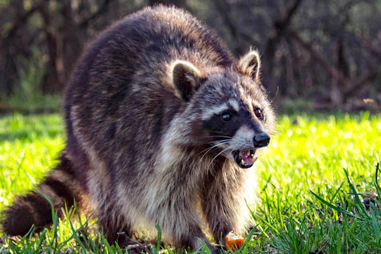 Rabid Raccoon Found in Summit; Public Alerted to Potential Rabies ...