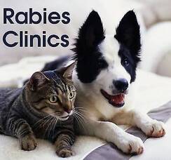 Carousel image 8a0eaf2543469eafca80 rabies clinic cat and dog