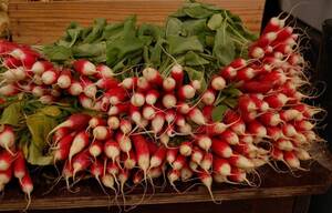 Carousel image 9c773c463325c4f70e2e radish harvest photo credit melinda myers