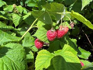 Carousel image be1ee97c130a89e27c28 raspberries photo credit melindamyers 070924300