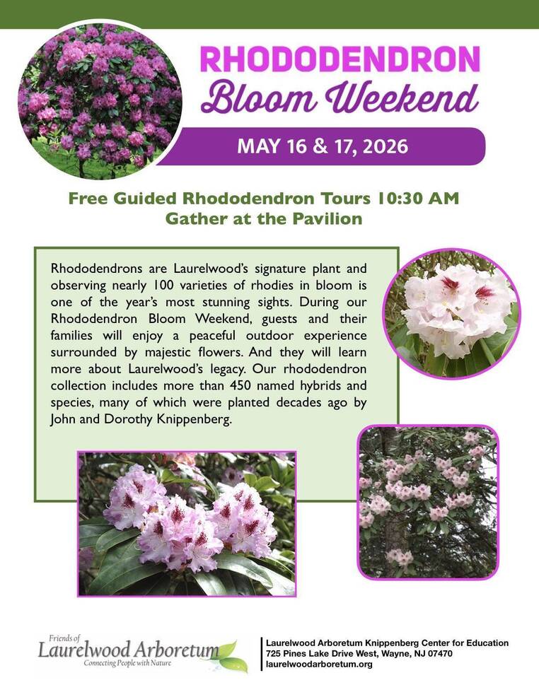 bollywood rhododendron Hododendron 'Bollywood'  evergreen, 19 cm pot, 30 cm height