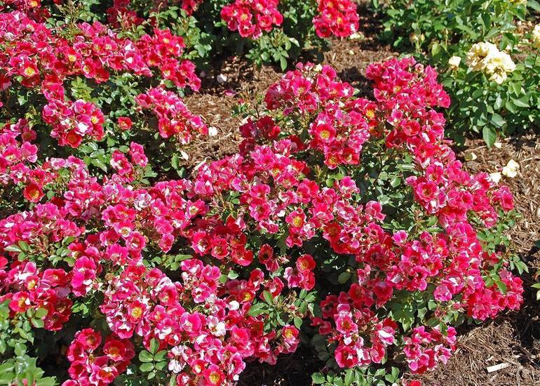 Plant Roses In Honor Of National Rose Month Tapinto
