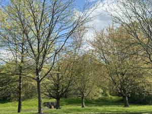 Carousel image 9fb2f9b6e049beab2480 robbinsville trees