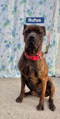 Carousel image ebabd2765afb7ffddb57 rufus 1