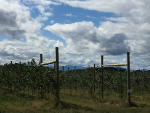 Carousel image edfdaa79f19f99db4050 samascotts raw 2