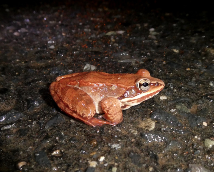 Frogs, Salamanders Look for Love in Vernal Pools off Beekman Road in