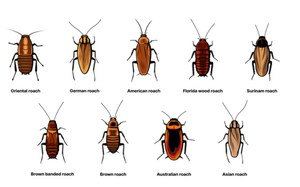 Carousel image 02b780 ommon types of roaches found in orth merica