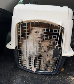 Carousel image 21f0a8ed3979f5fe6922 screenshot 2026 03 30 204736