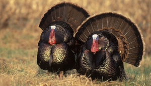 The Jaffe Briefing - November 17, 2021