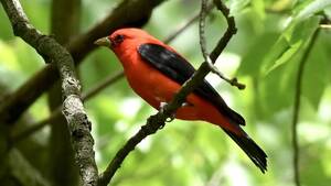 Carousel image f79878cc279f78eafe4e scarlet tanager page36 there s this river