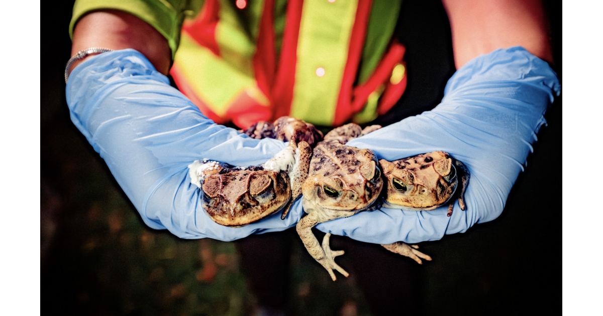 Toxic Toad Trouble: How Boca Raton Pet Owners Can Keep Furry Friends ...