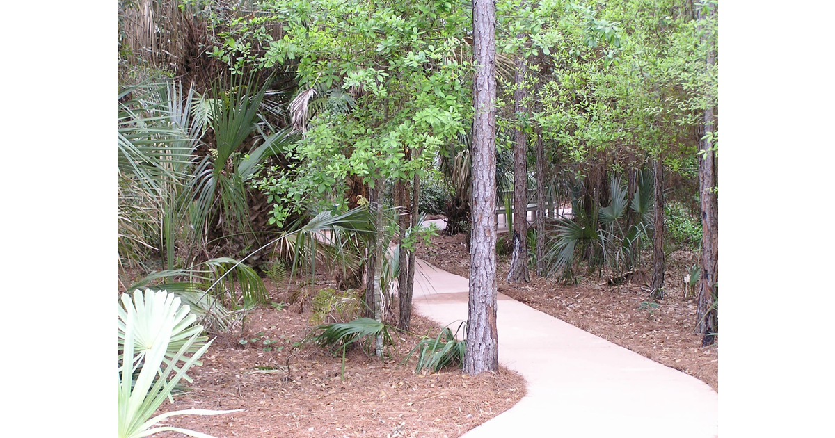 Learn About Florida Native Plants and Trees in Nature Hike in Coconut