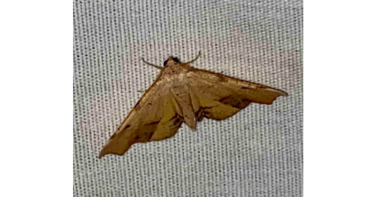 National Moth Week Brings New and Veteran Mothers to Community Park