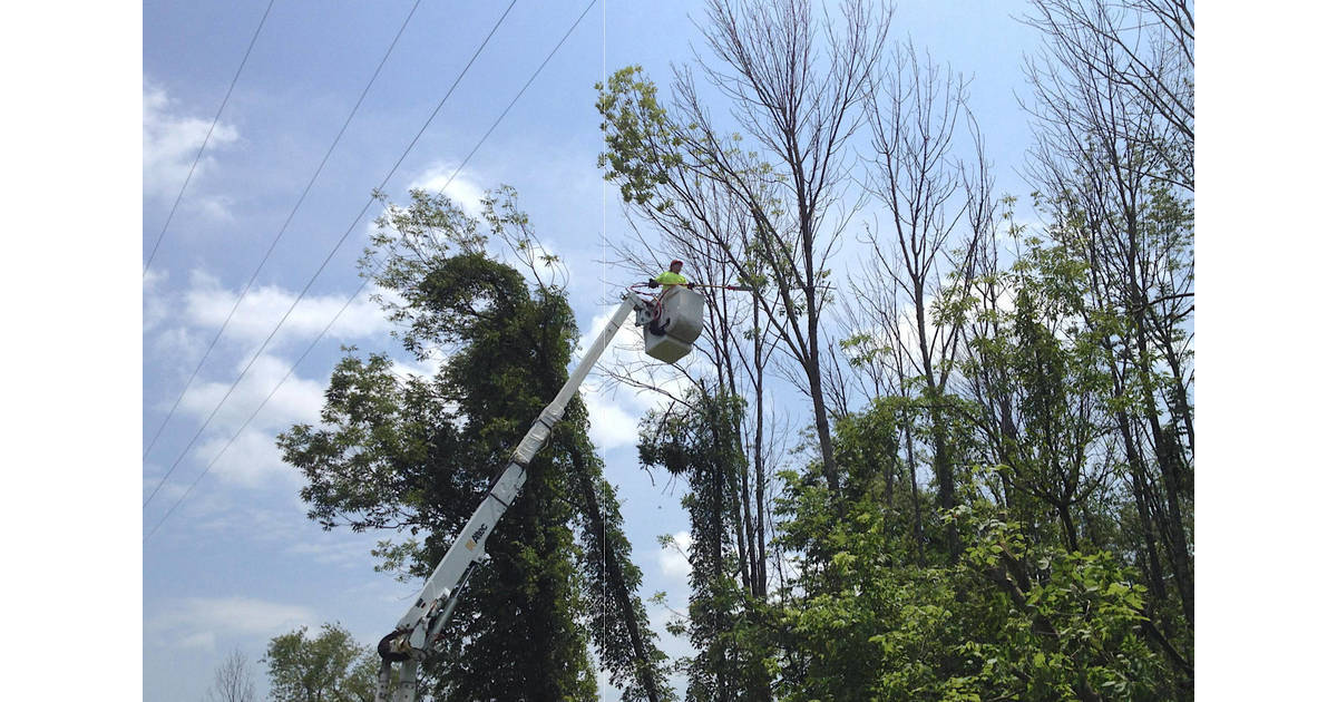 Power Line Tree Trimming Begins in Summit Jan. 3 | Summit, NJ News TAPinto