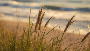 Carousel image 1245efa96bc78c771717 sea oats