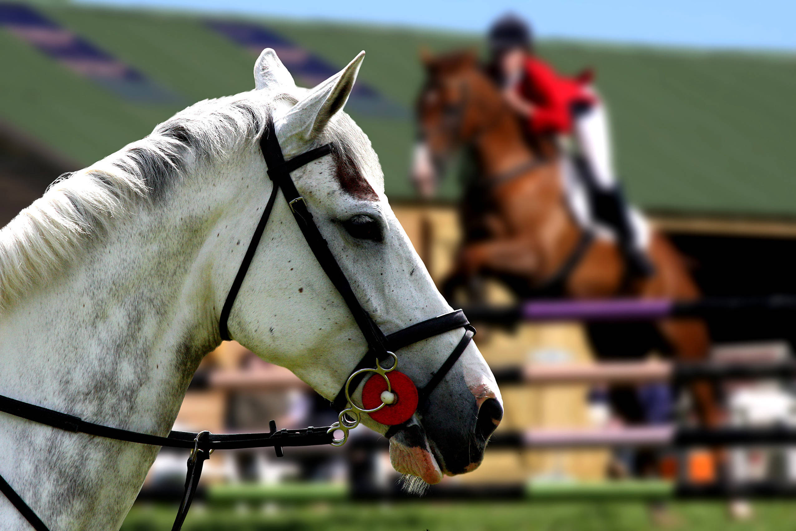 Devon Horse Show 2022 in the books With Best Young Horse Devon Horse Show 2022 in the books With Best Young Horse