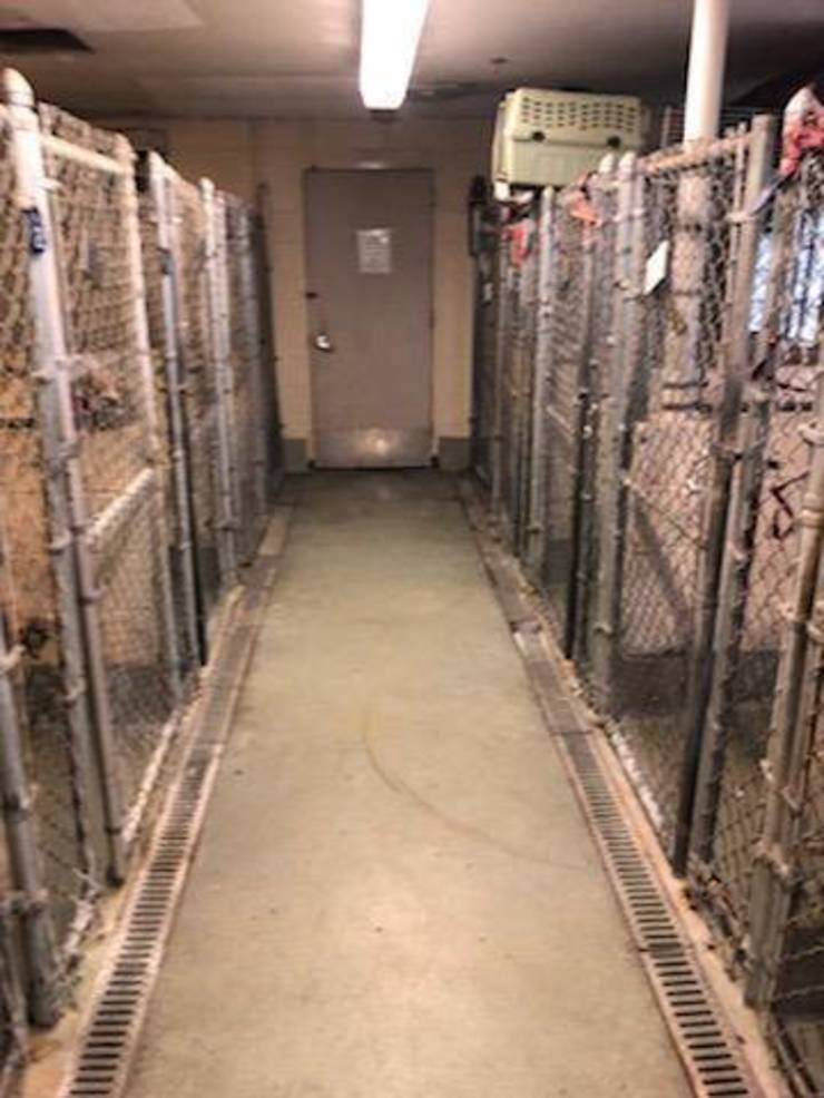 Pet Welfare at West Orange Animal Shelter Comes Under Scrutiny TAPinto