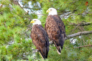 Carousel image 0a30a81032372fd7b128 sharon historical society photo