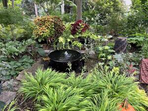 Carousel image dc1554c2b6c04176b46b shade garden   coleus in pots  hostas and solomon seal