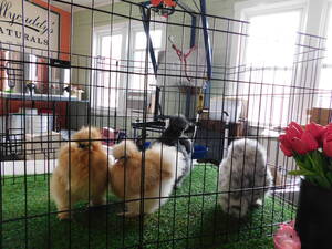 Carousel image f3af86947b1cc11fccaa sharon springs has spring awakening photo 3