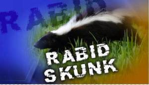 Carousel_image_486737ef044c6a5e7568_skunk