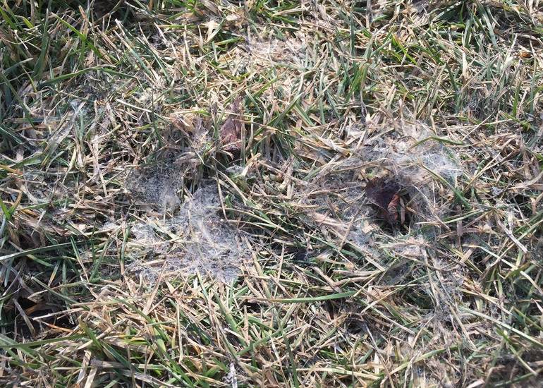 How to take care of your lawn in the winter Winter Lawn Care How To Take Care Of Grass In Winter