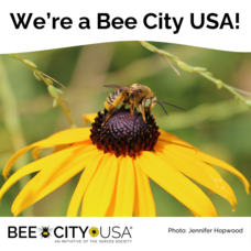 Carousel image 09d1d617f249b546a32f social media   new bee city usa