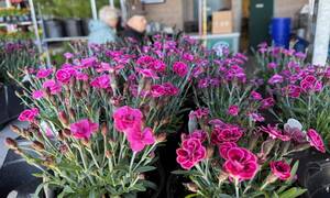 Carousel image 19dc58cb06b4c0e53862 sompixpats2026plants6purplepinkmoney