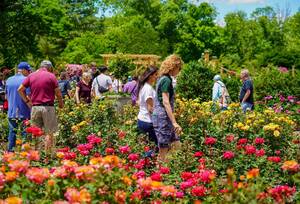 Carousel image 632fb9591958b4900ce1 sompixsomersetcountyrosegarden