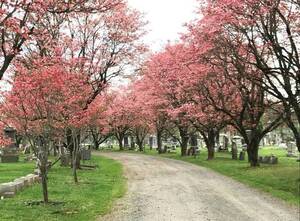 Carousel image clone 1726279 30883a59f83751d89afa sompixdogwoods5