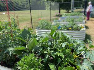 Carousel image efae1f8f72a340c82818 sompixcommunitygardengallagherveggies