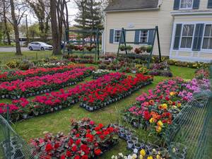 Carousel image 32e2a5e0be65596c4545 spring plant sale pic