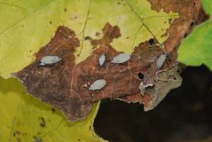 Carousel image 3a4536b759dec63ab61e squash bug ball 2 300dpi photo credit melinda myers