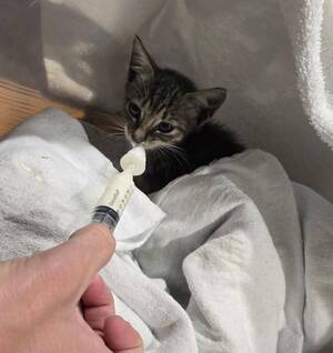 Carousel image 6f9635b4d9c0d67c8e03 station 50 kitten