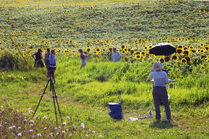 Carousel image clone 1627506 fb853d5dcc78479a09d6 sunflowers04